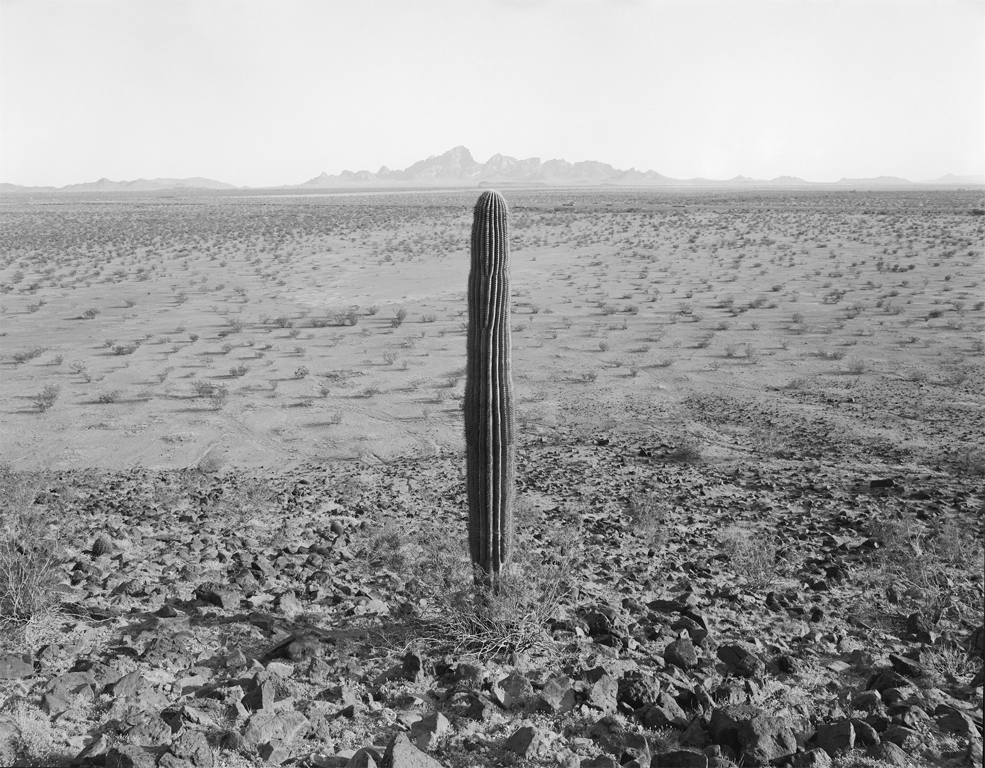 Cactus, Arizona, USA, 1977